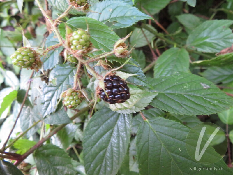 Rundstengelige Brombeere: Übersicht